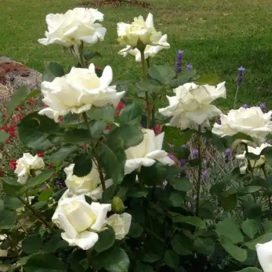 Trandafir cu parfum intens - Trandafiri - Metropolitan ® - 